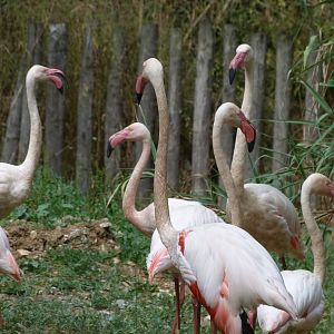 Greater flamingoes -Zoodyssée (2025)