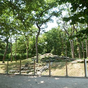 Barbary macaque exhibit -Zoodyssée (2025)