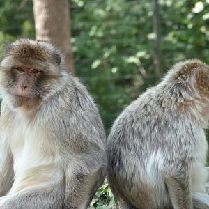 Barbary macaques -Zoodyssée (2025)