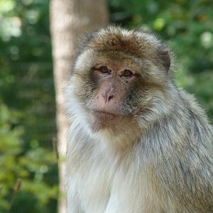 Barbary macaque -Zoodyssée (2025)