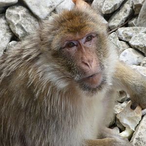 Barbary macaque -Zoodyssée (2025)