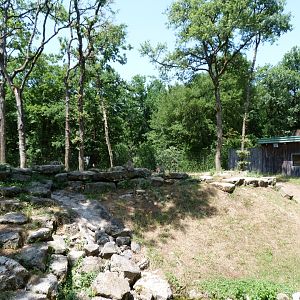 Barbary macaque exhibit -Zoodyssée (2025)