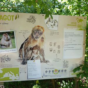 Barbary macaque sign -Zoodyssée (2025)