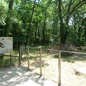 Indian crested porcupine exhibit -Zoodyssée (2025)