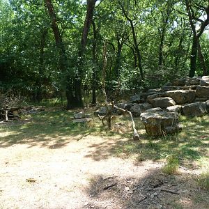 Indian crested porcupine exhibit -Zoodyssée (2025)