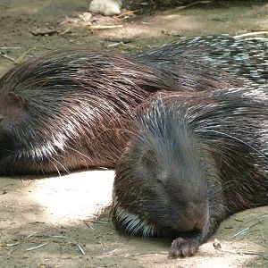 Indian crested porcupines -Zoodyssée (2025)