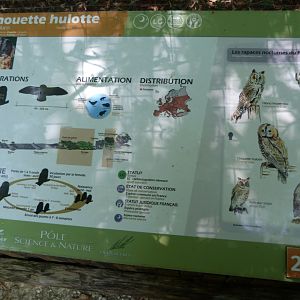 Western tawny owl and owls of the Poitou region sign -Zoodyssée (2025)