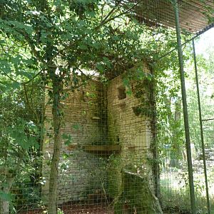 Western tawny owl exhibit -Zoodyssée (2025)