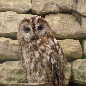 Western tawny owl -Zoodyssée (2025)