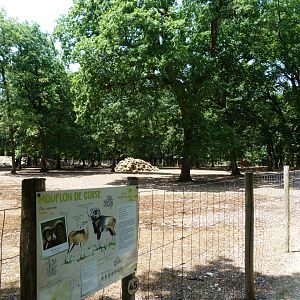 European mouflon exhibit -Zoodyssée (2025)