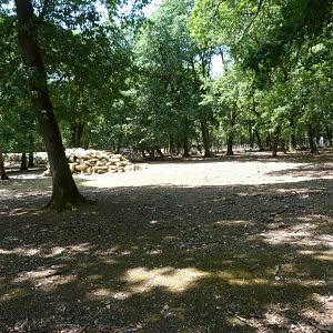 European mouflon exhibit -Zoodyssée (2025)