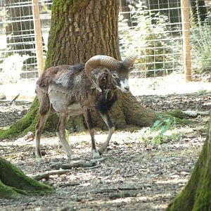 European mouflon -Zoodyssée (2025)