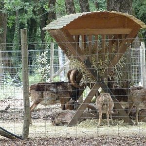 European mouflon feeder -Zoodyssée (2025)