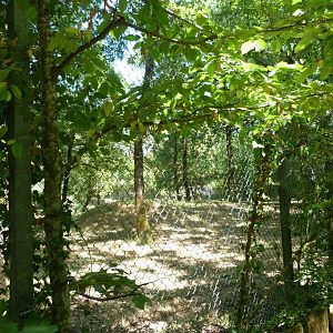 Eurasian wolf exhibit -Zoodyssée (2025)