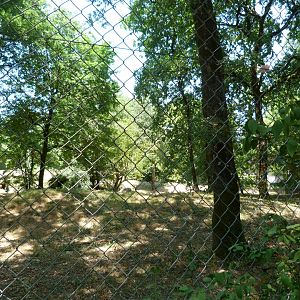 Eurasian wolf exhibit -Zoodyssée (2025)