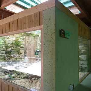 Ocellated lizard exhibit -Zoodyssée (2025)