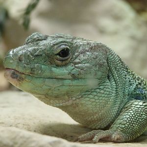 Ocellated lizard -Zoodyssée (2025)
