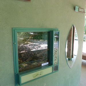 Aesculapian snake exhibit -Zoodyssée (2025)