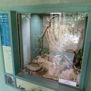Domestic mouse exhibit -Zoodyssée (2025)
