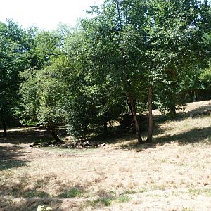 Media 'Eurasian wolf exhibit -Zoodyssée (2025)' in category 'Zoodyssee'