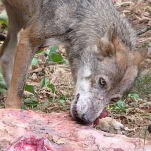 Media 'Eurasian wolf -Zoodyssée (2025)' in category 'Zoodyssee'