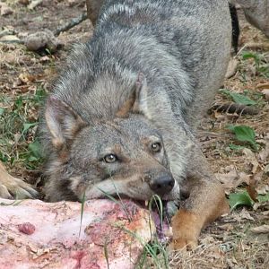 Eurasian wolf -Zoodyssée (2025)