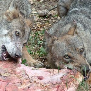 Eurasian wolves -Zoodyssée (2025)