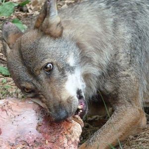 Eurasian wolf -Zoodyssée (2025)