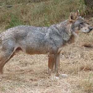 Eurasian wolf -Zoodyssée (2025)