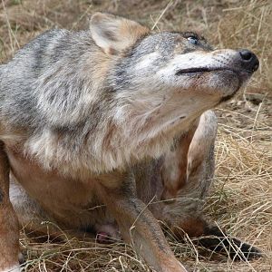 Eurasian wolf -Zoodyssée (2025)