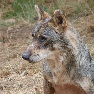 Eurasian wolf -Zoodyssée (2025)