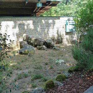 Hermann’s tortoise exhibit -Zoodyssée (2025)