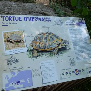 Hermann’s tortoise sign -Zoodyssée (2025)