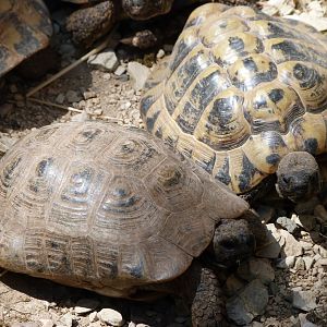 Hermann’s tortoises -Zoodyssée (2025)