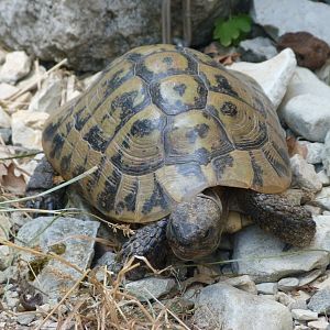 Hermann’s tortoise -Zoodyssée (2025)