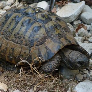 Hermann’s tortoise -Zoodyssée (2025)