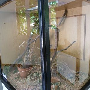 Eurasian harvet mouse exhibit -Zoodyssée (2025)