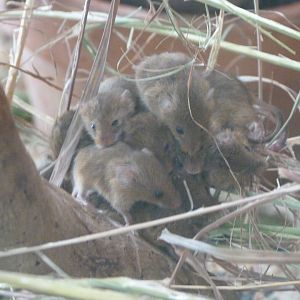 Eurasian harvet mice -Zoodyssée (2025)