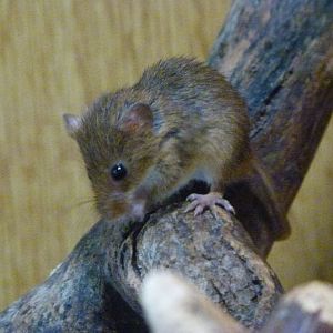 Eurasian harvet mouse -Zoodyssée (2025)