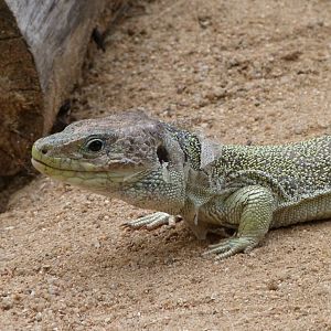 Ocellated lizard -Zoodyssée (2025)