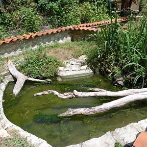 Mediterranean pond turtle exhibit -Zoodyssée (2025)