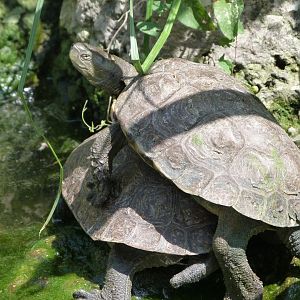 Mediterranean pond turtles -Zoodyssée (2025)