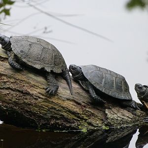 European pond turtles -Zoodyssée (2025)