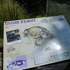European pond turtle sign -Zoodyssée (2025)