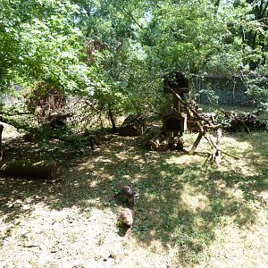 Northern raccoon exhibit -Zoodyssée (2025)