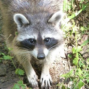 Northern raccoon -Zoodyssée (2025)