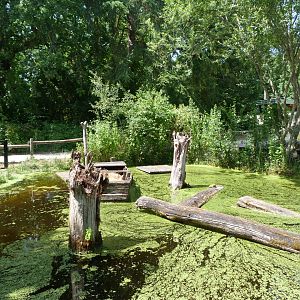 Coypu exhibit -Zoodyssée (2025)