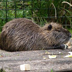 Coypu -Zoodyssée (2025)