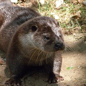 Eurasian otter -Zoodyssée (2025)