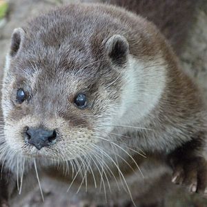 Eurasian otter -Zoodyssée (2025)